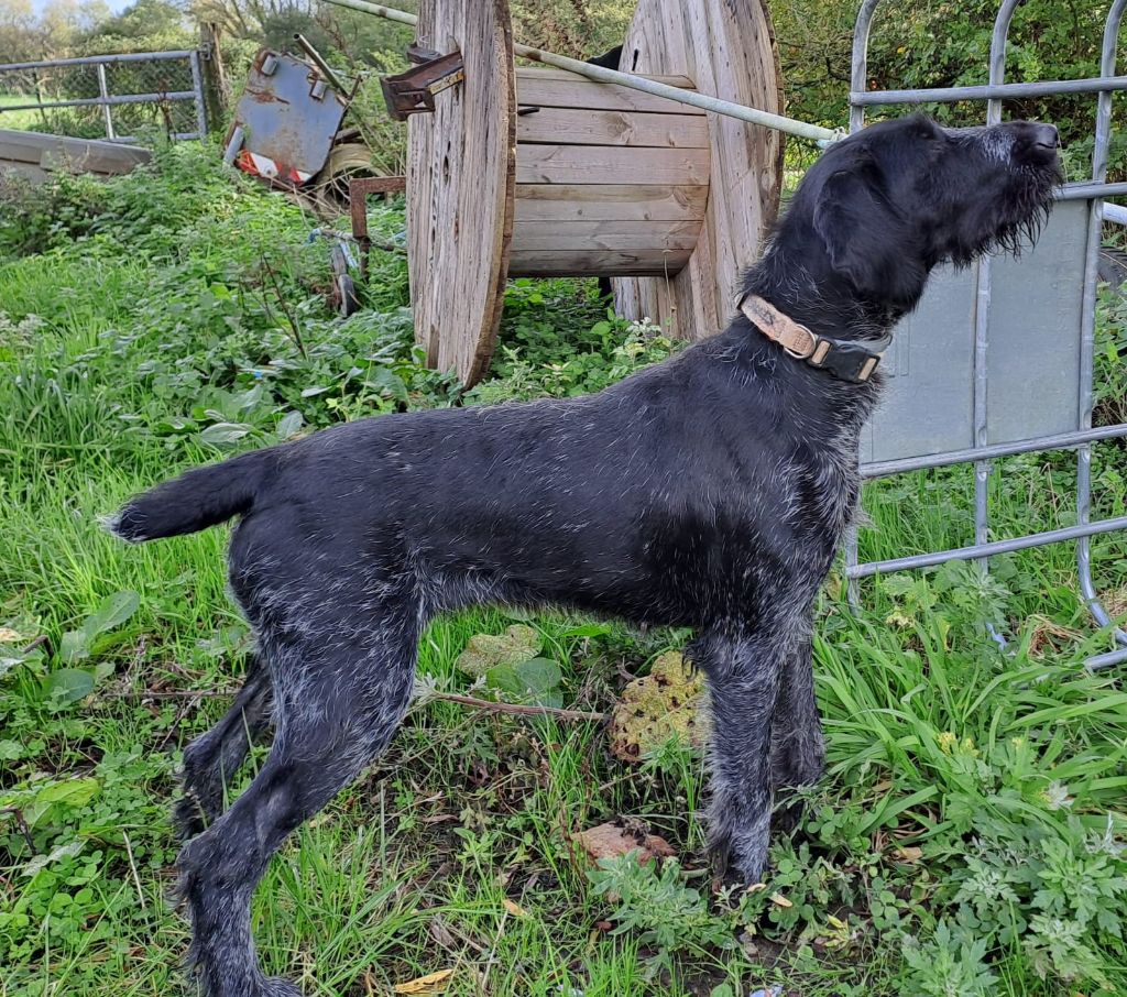 Les Chien d'arrêt allemand à poil dur de l'affixe Jean-luc Bonningues